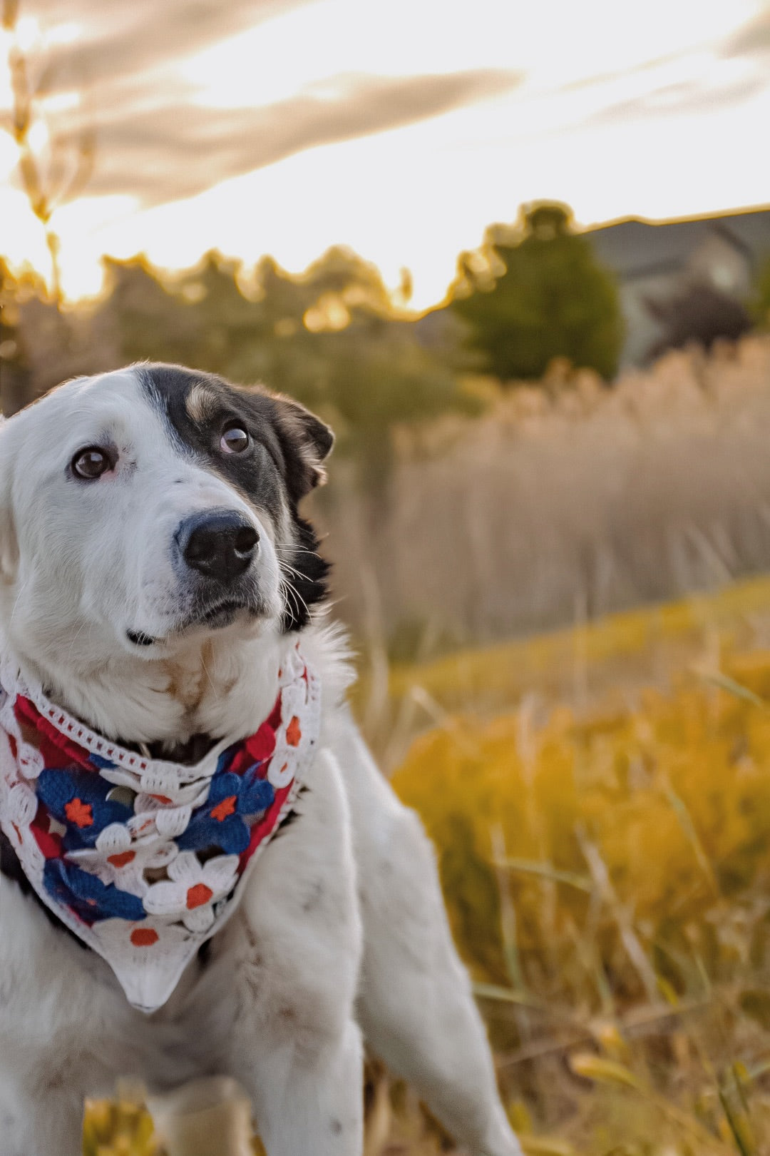 Flower dog bandanna