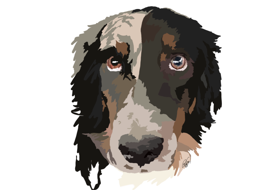 Custom pet portrait