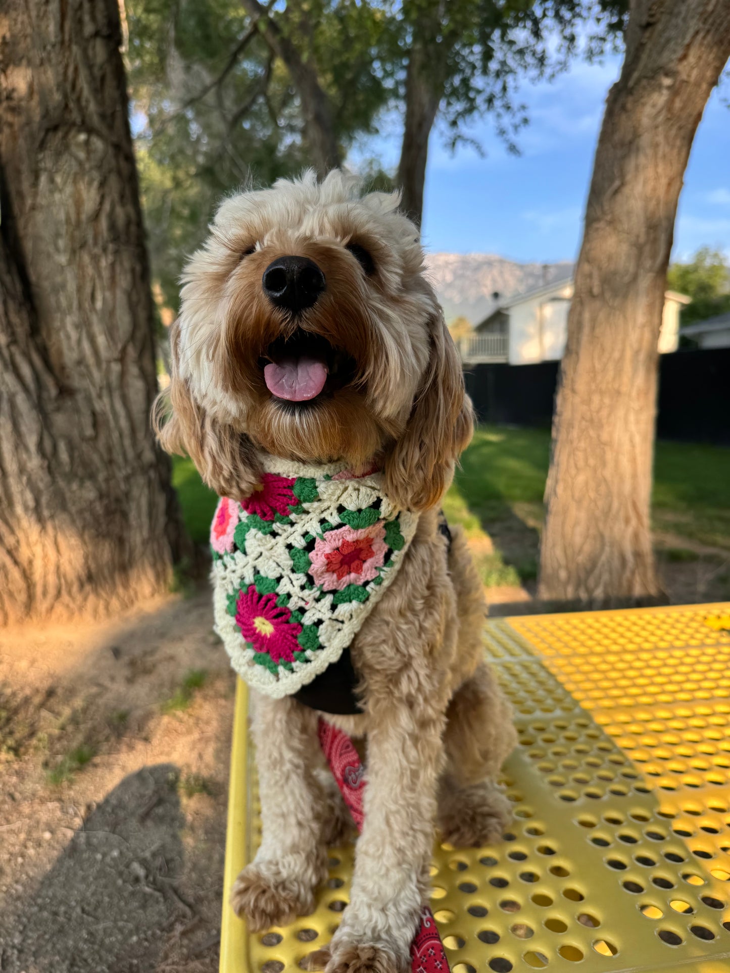 Dog bandana