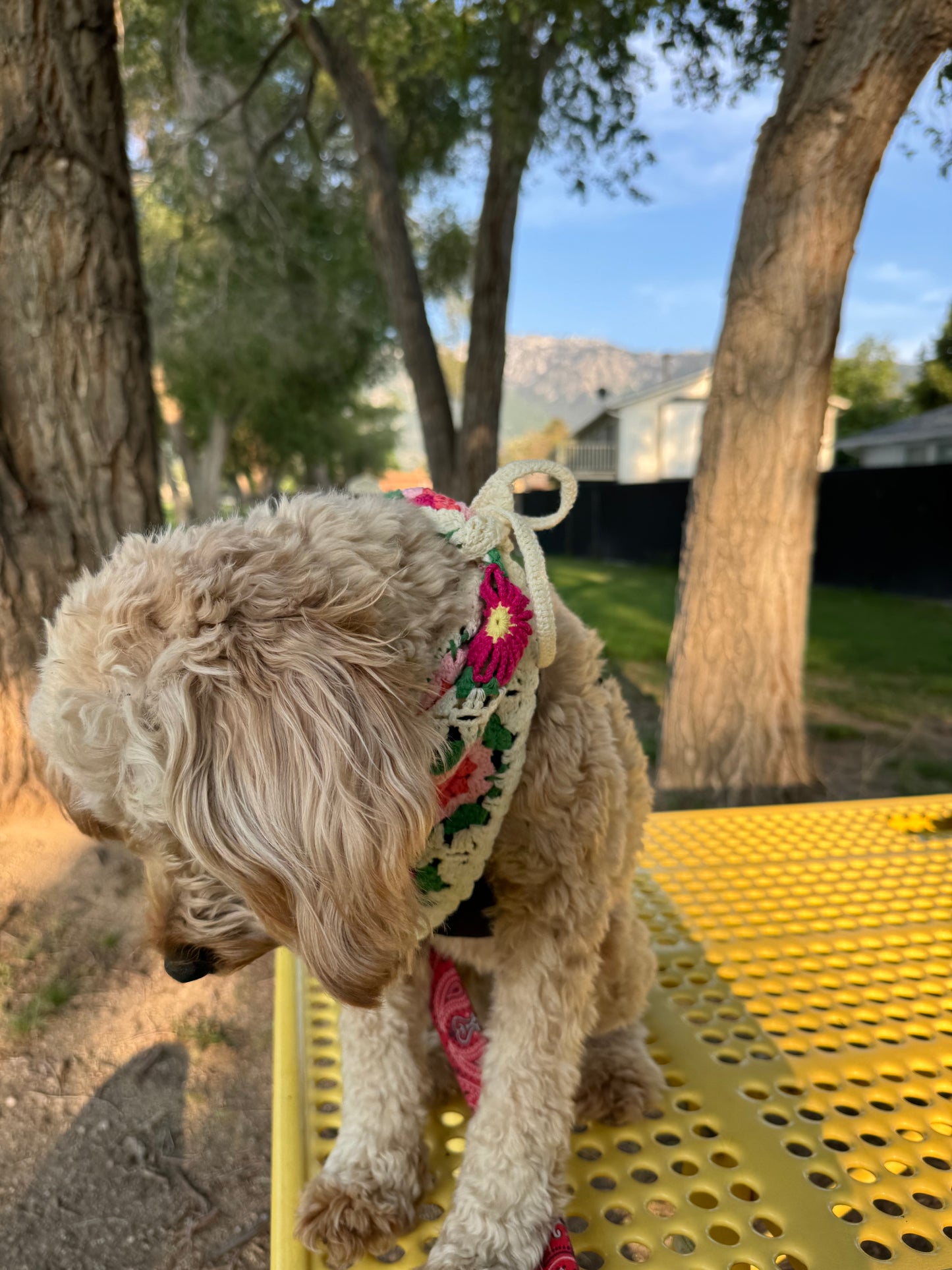Dog bandana