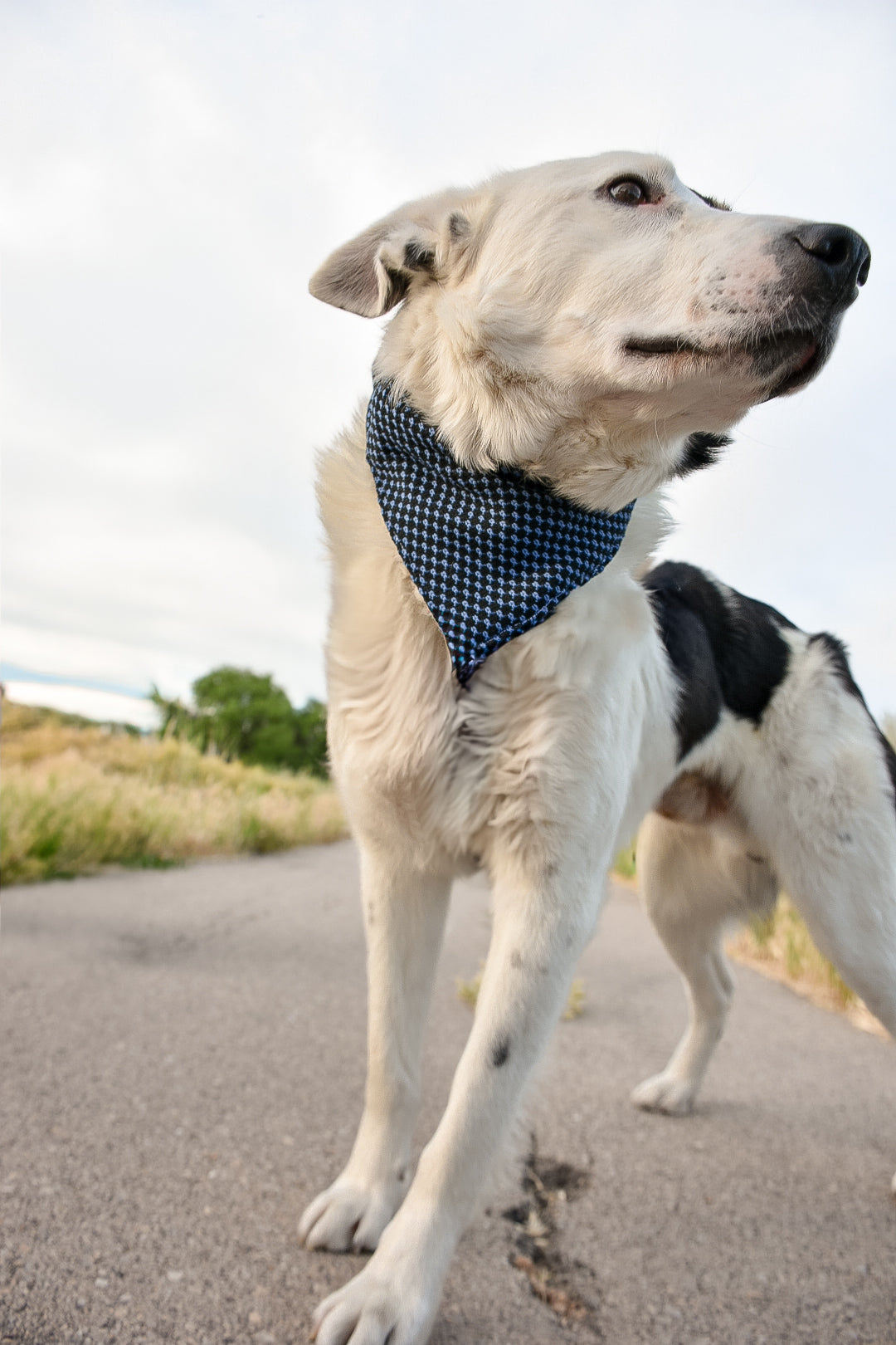 Blue dog bandana