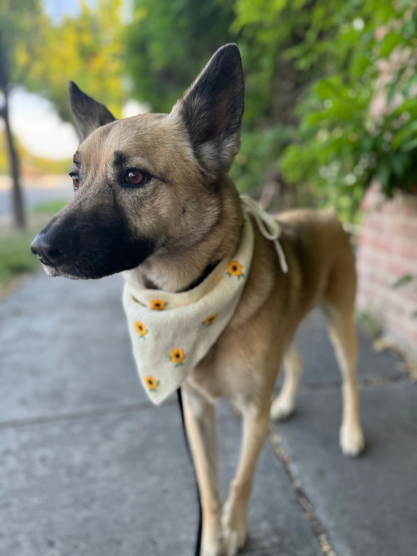 Dog bandana
