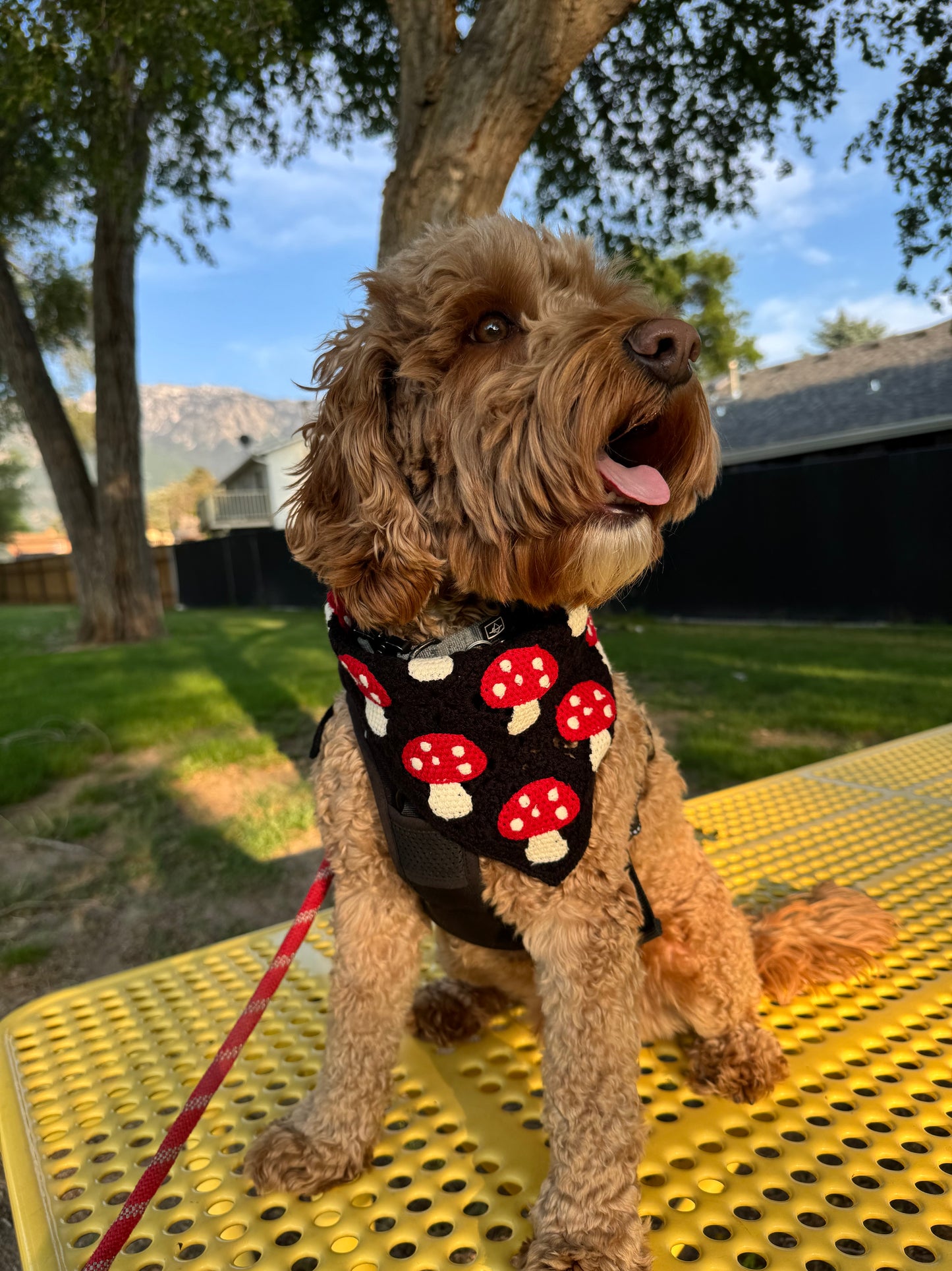 Dog bandana