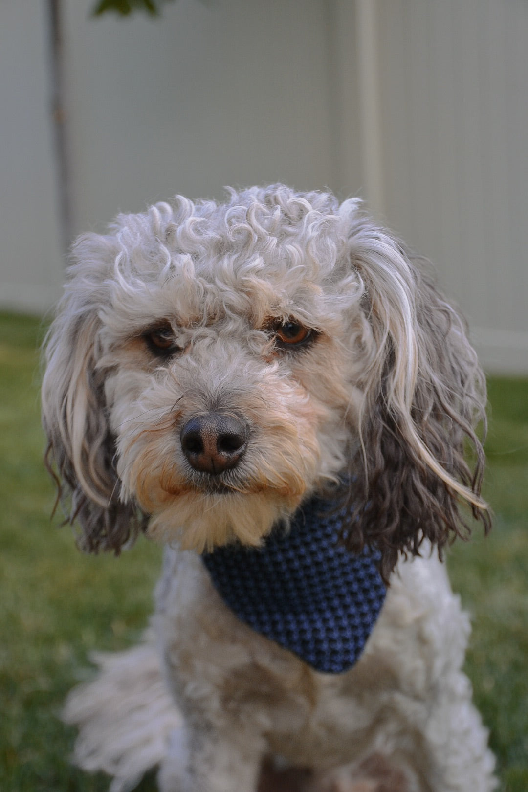 Blue dog bandana