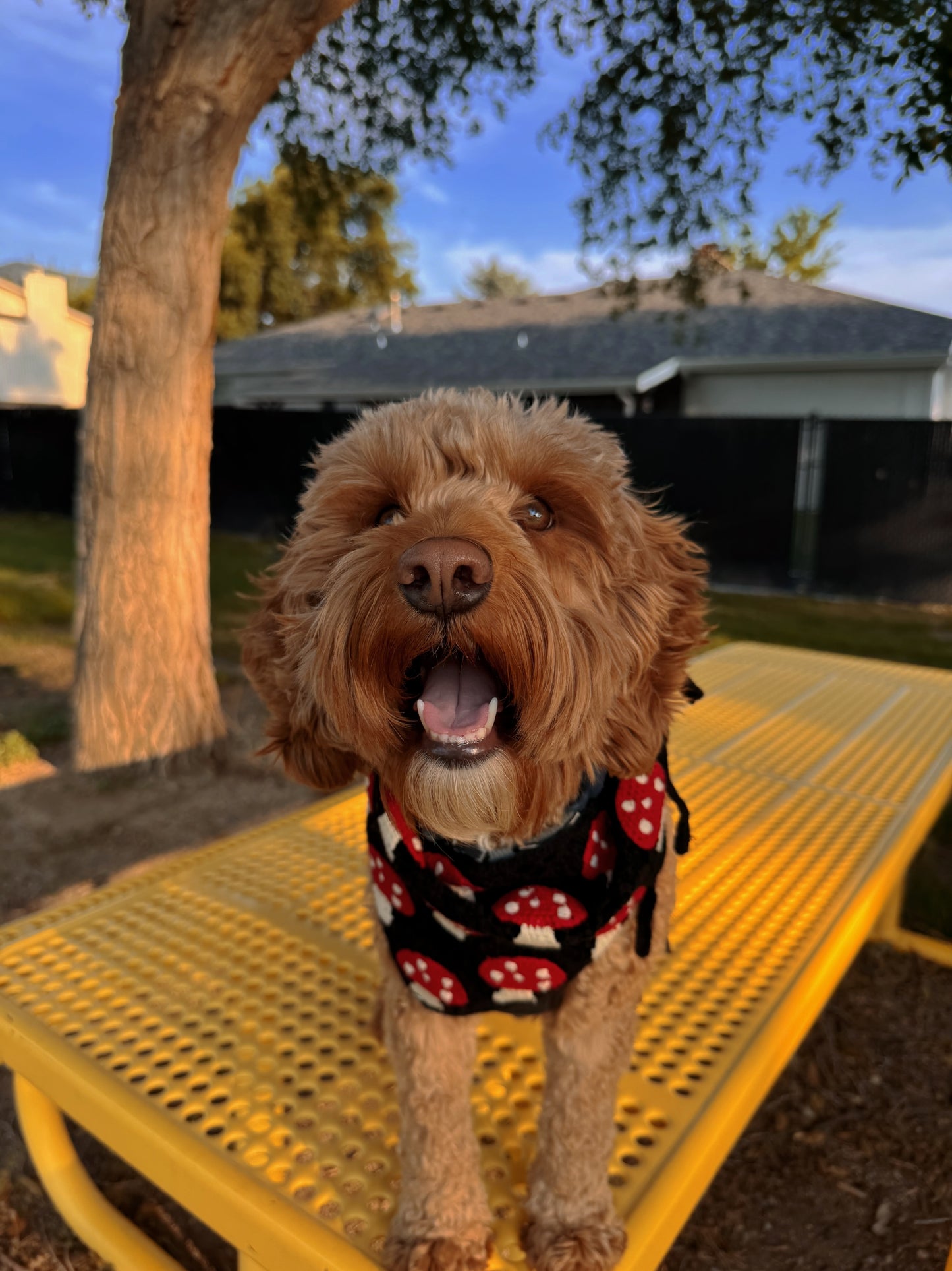 Dog bandana