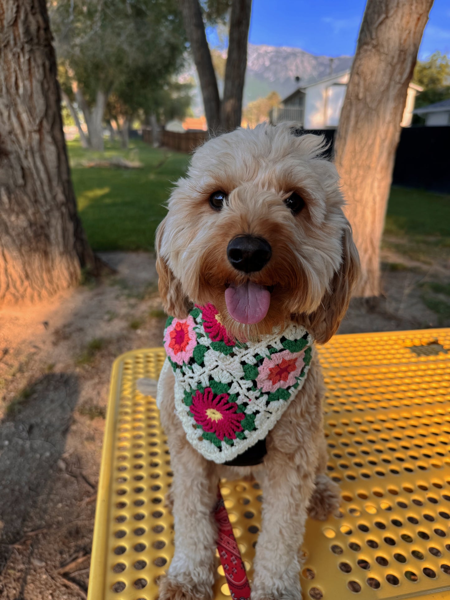 Dog bandana