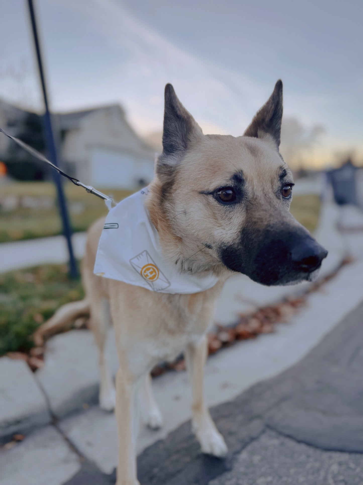 Harry Potter tie on dog bandana