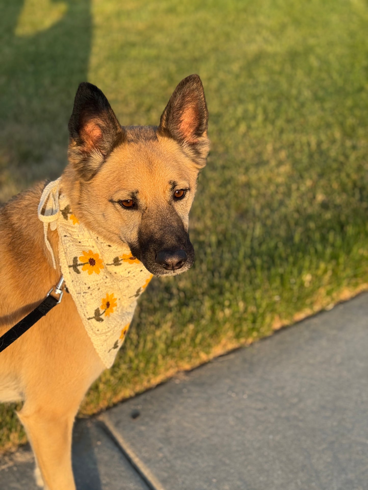 Dog bandana
