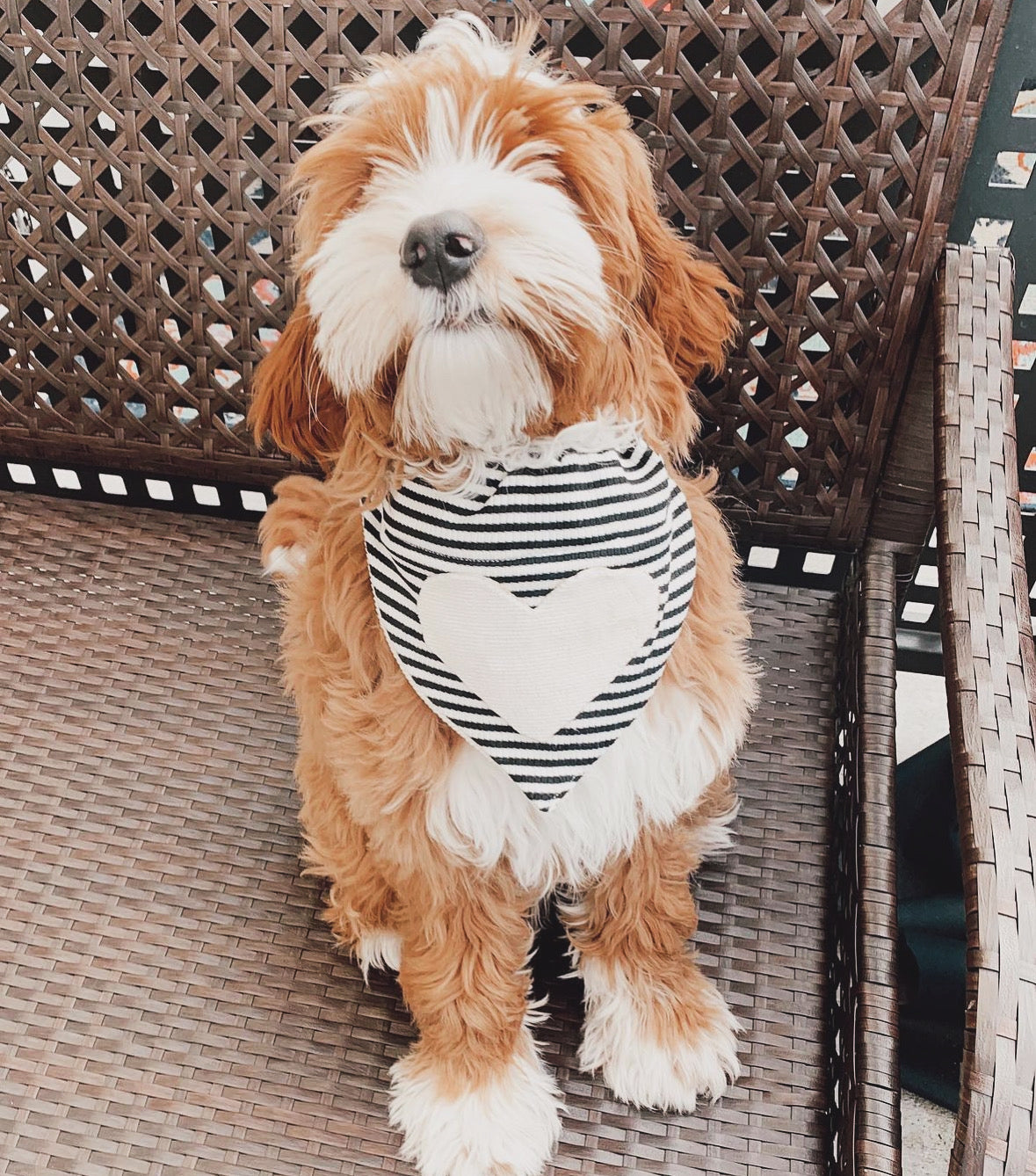 Dog bandannas