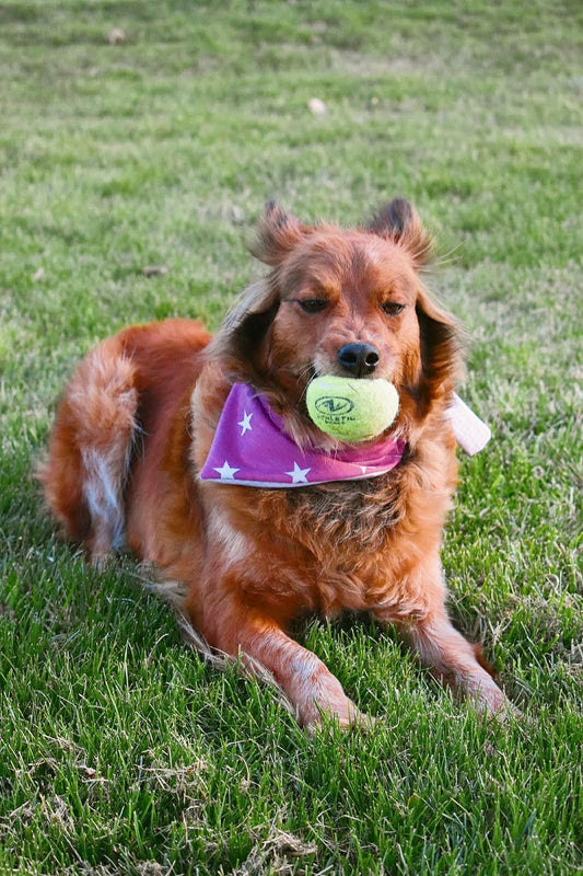 Pink Star and plaid bandanna
