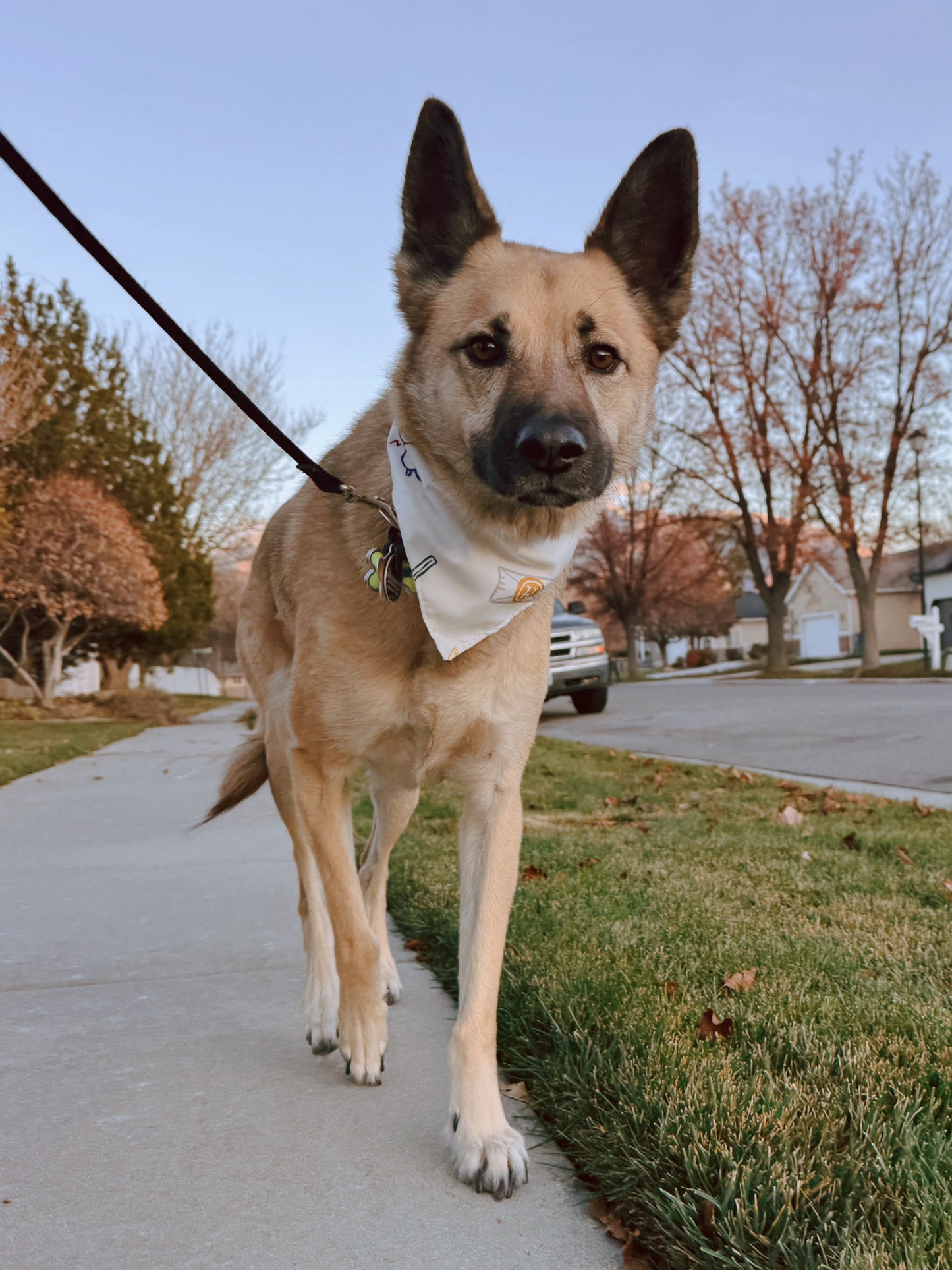 Harry Potter tie on dog bandana