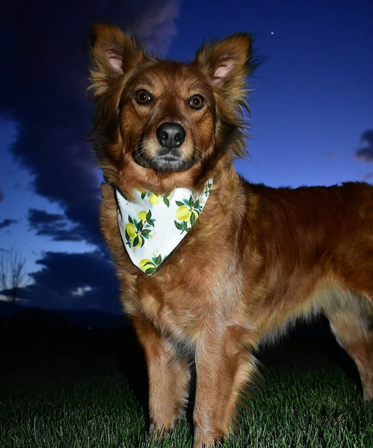 Lemon bandanna