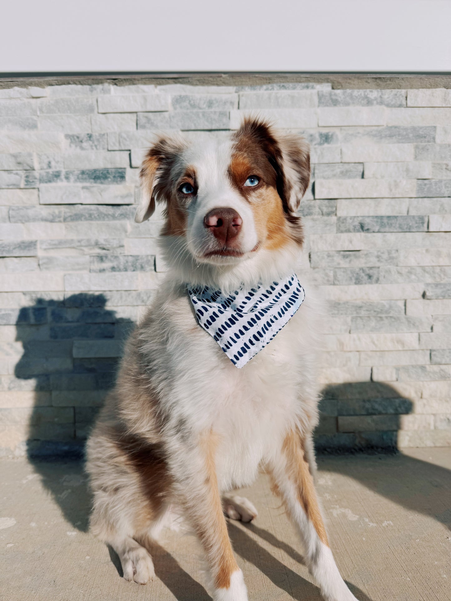 Navy dot tie on dog bandana