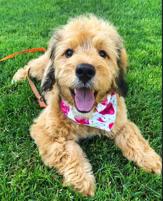 Reversible watermelon bandanna