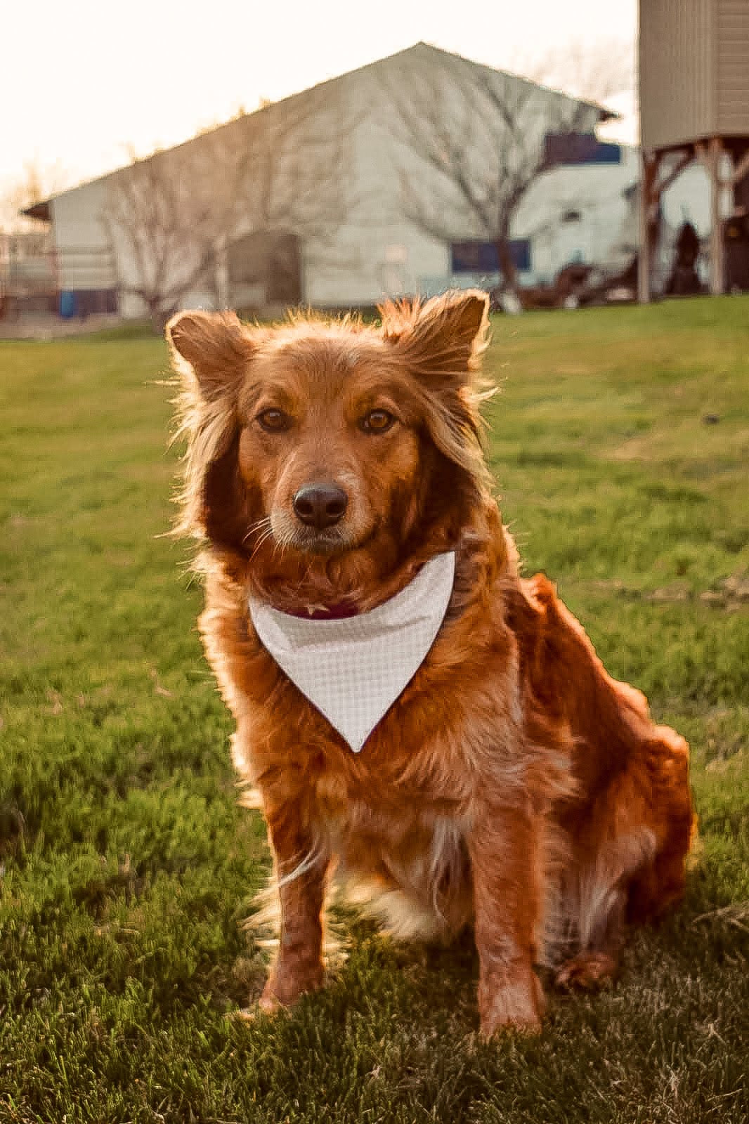 Pink Star and plaid bandanna