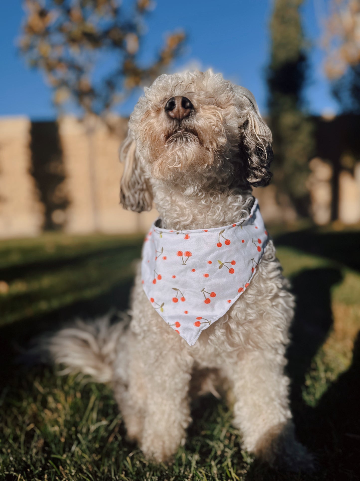 Cherry tie on dog bandana