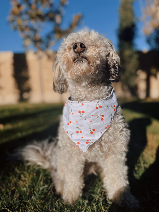 Cherry tie on dog bandana
