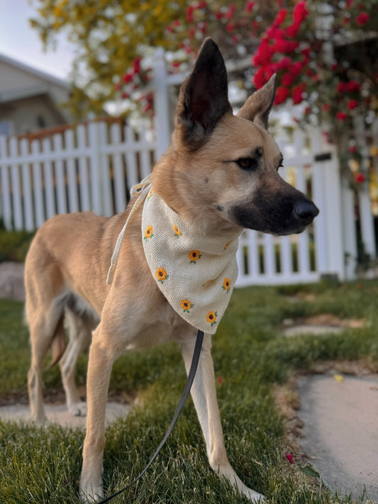 Dog bandana