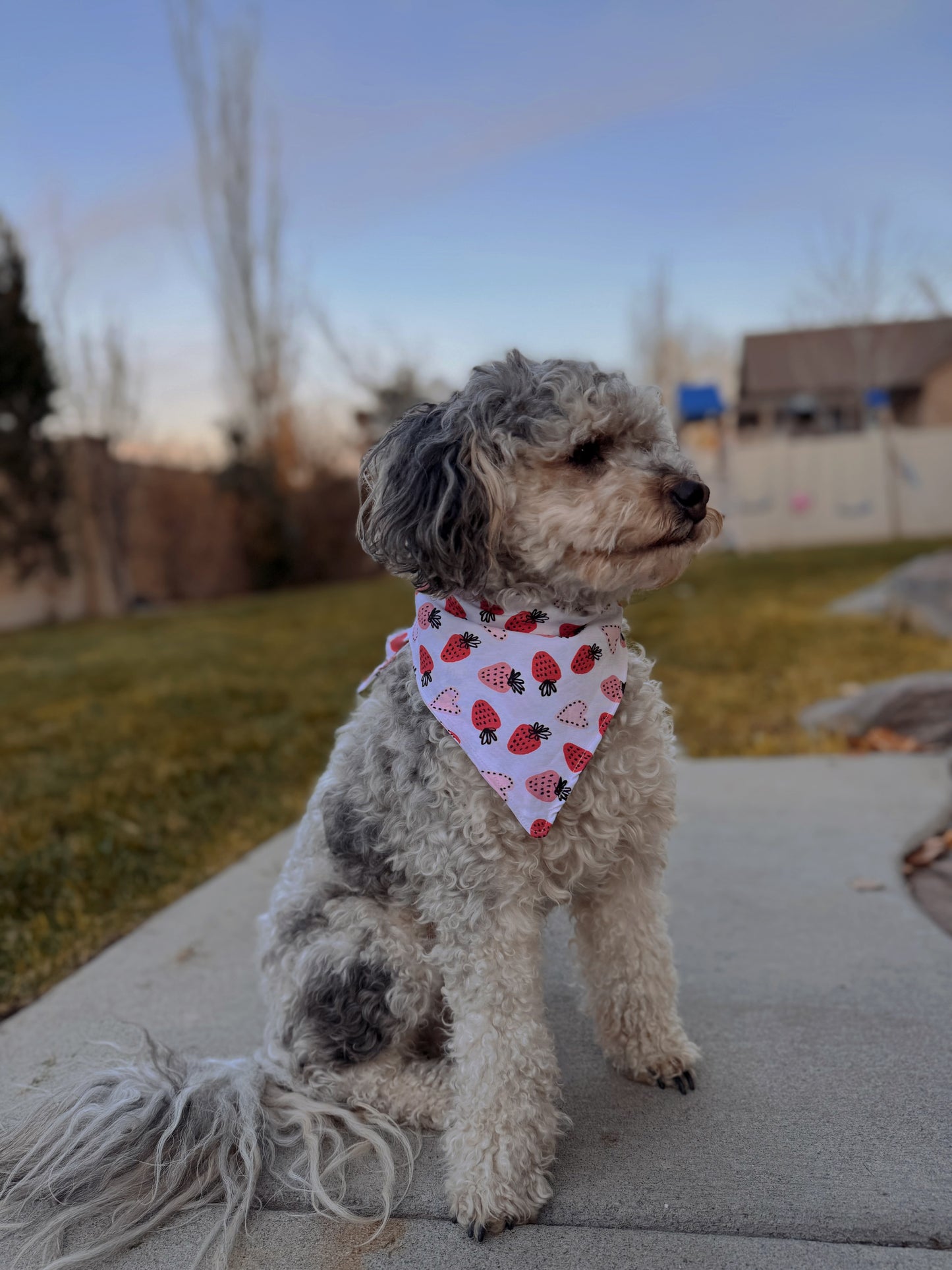 Strawberry tie on dog bandana