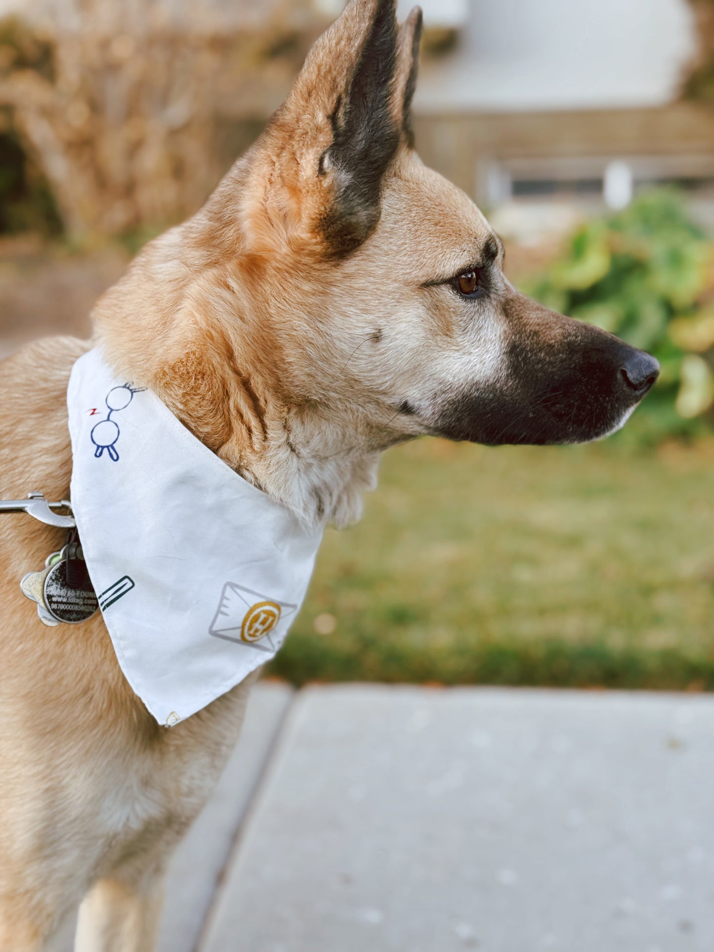 Harry Potter tie on dog bandana