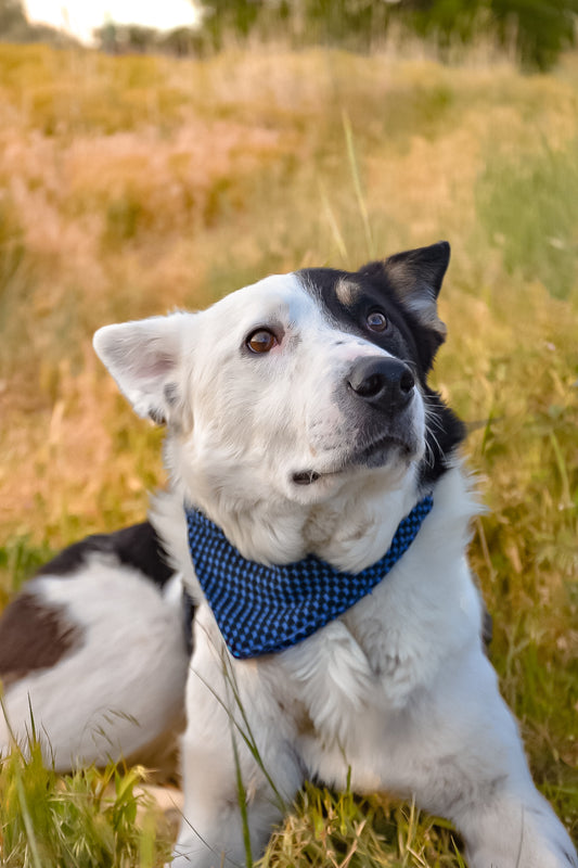 Blue dog bandana