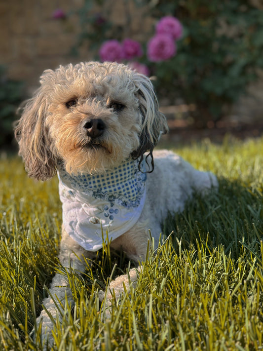 Dog quilt bandana