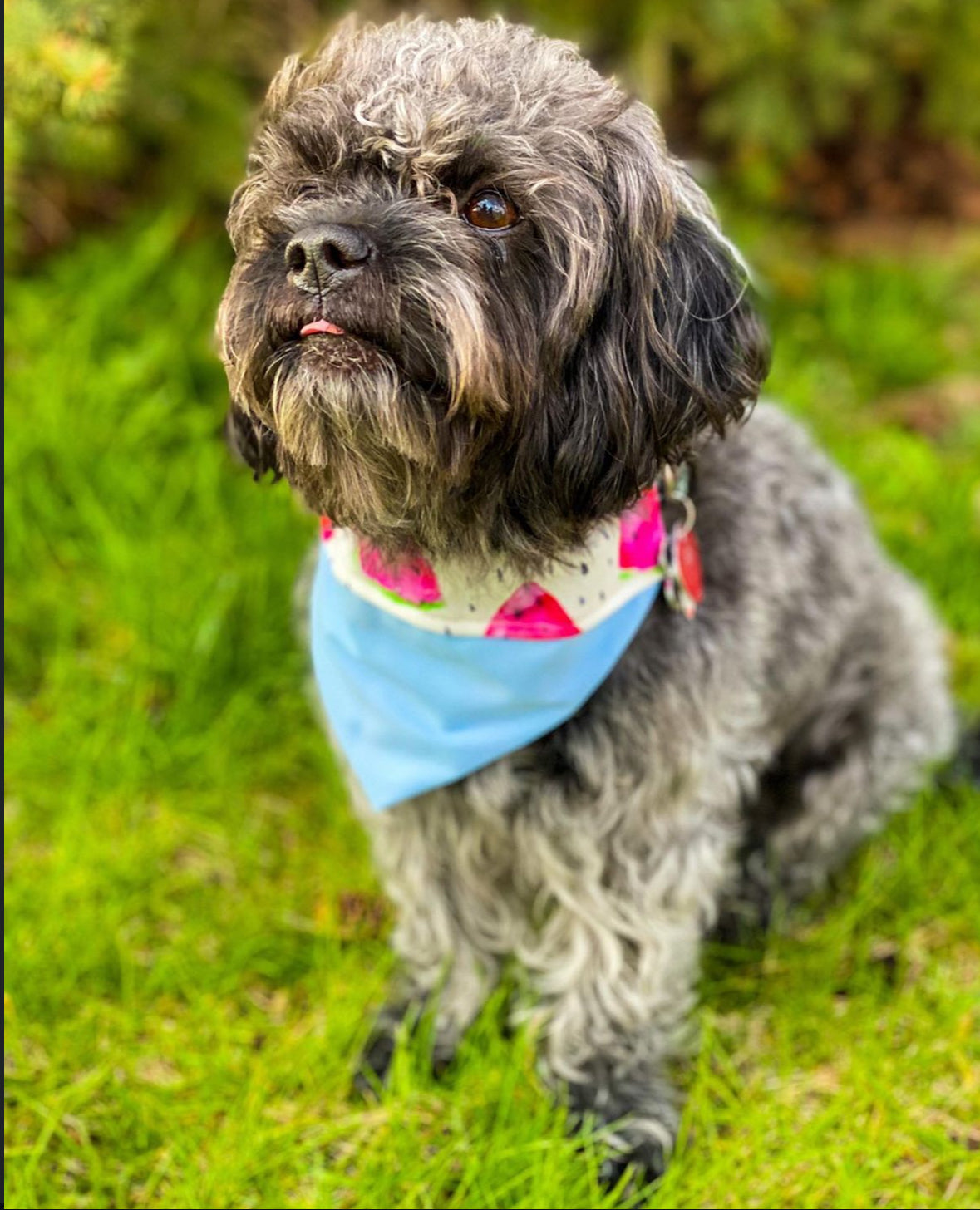 Reversible watermelon bandanna